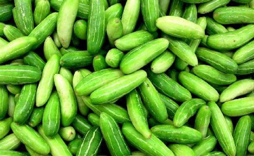 A Grade Green Ivy Gourd / Kundri, Carton, 50 Kg at ₹ 12/kg in Midnapore | ID: 22363050848