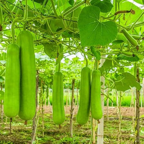 Bula Plant House Hybrid bottle gourd seeds Seed Price in India - Buy Bula Plant House Hybrid bottle gourd seeds Seed online at Flipkart.com