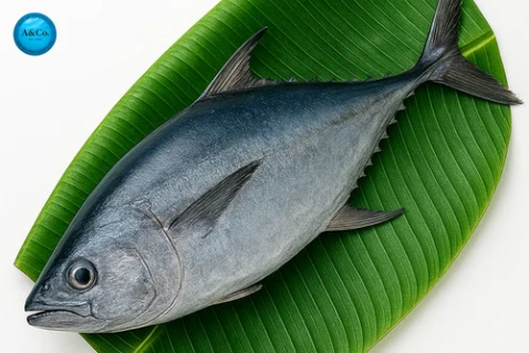 Tuna Fish (Kupa) at ₹ 190/kg | Tuna Fish in Mumbai | ID: 2854755256948