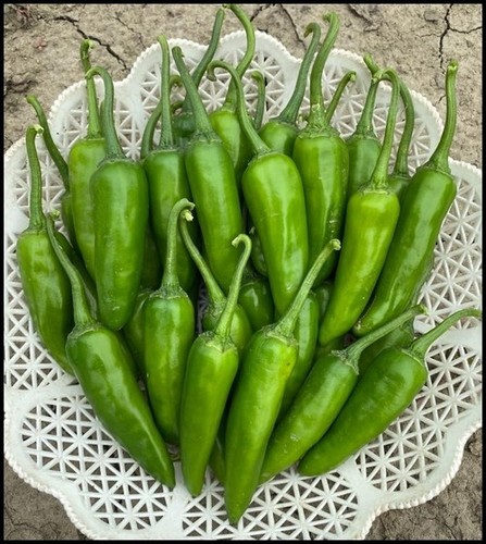 CHILLI F1-RSC-1986 Bullet (Ragini Hot) - Affordable Price & Superior Quality