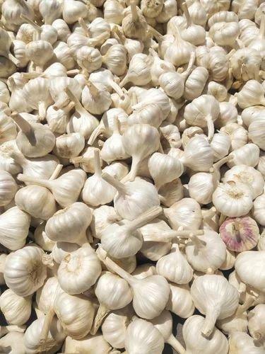 Yamuna Safed Garlic