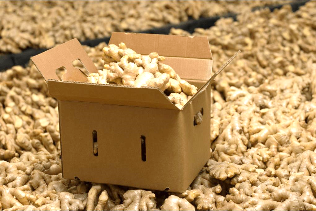 Unlocking the Global Market: Indo Foods Export and India's Ginger Trade - Indo Foods Export an Indian Food Products Exporter