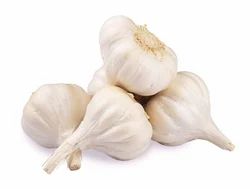 Yamuna Safed-3 (G-282) Garlic, Garlic Size: 27 - 29cm2 at best price in Visakhapatnam
